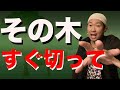【勝手に生える】出てきやすい木6本を紹介【生えてたら切るべき木】
