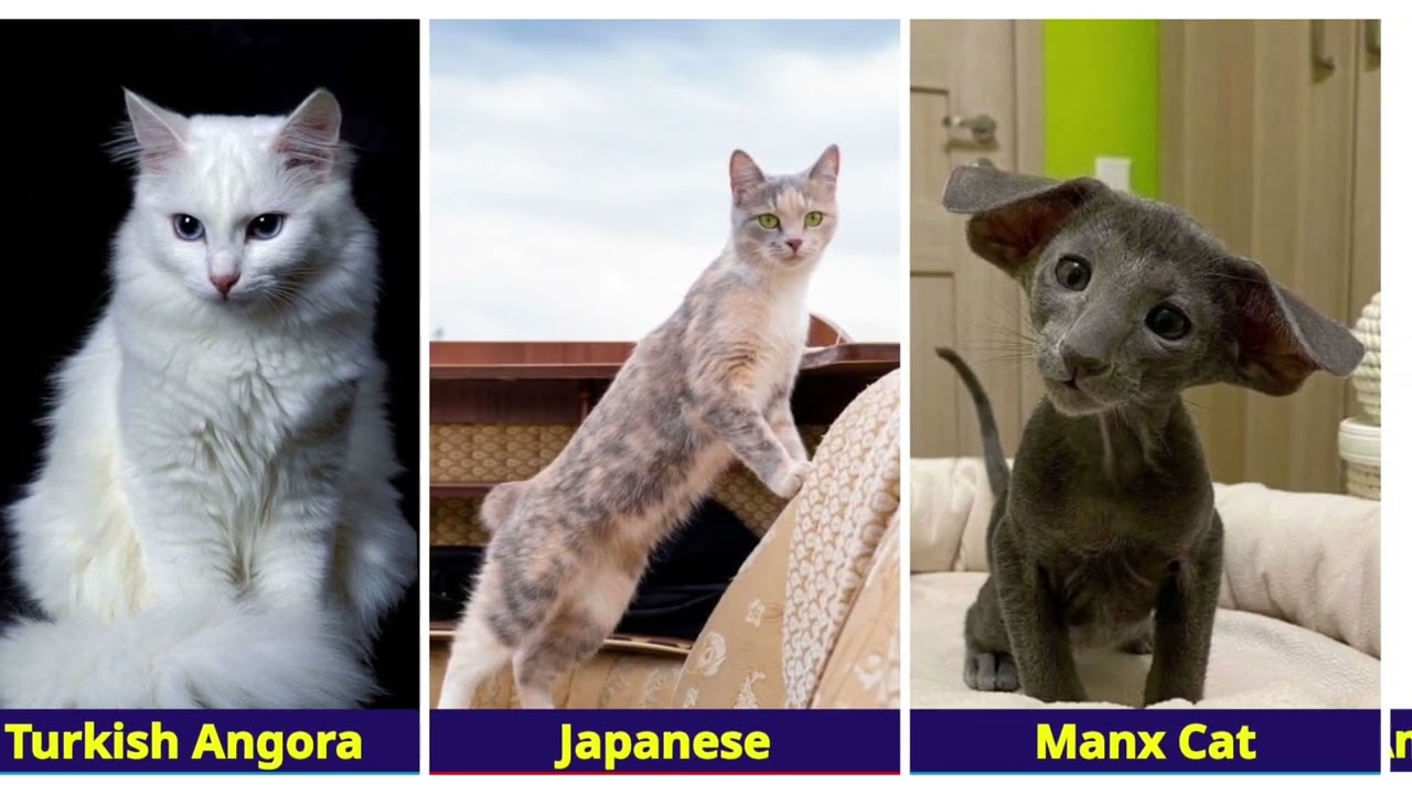 All Cats Breeds In The World