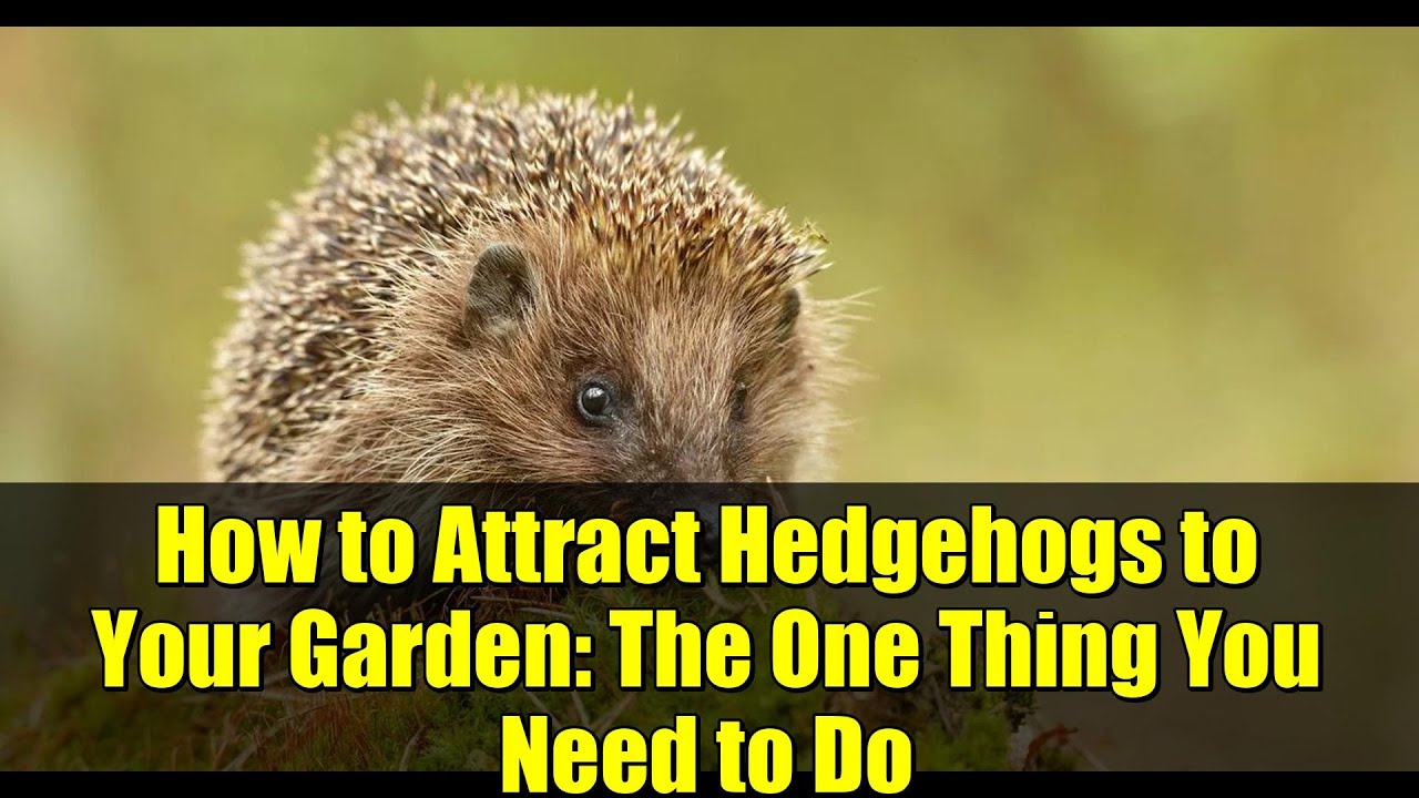How to Attract Hedgehogs to Your Garden: The One Thing You Need to Do