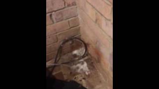 Raid Ant And Roach Spray Works In Spiders