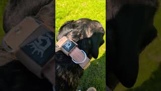 loving things #coco #cocothecanecorso #dogtraining #canecorso #cleanenvironment