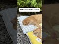 安いのに使いやすい涼席のくつろぎスペース、猫や犬もこれでよく眠るよ #可愛いペットアイテム#犬用涼席#ペット用涼席のくつろぎスペース#犬のくつろぎ場#猫のくつろぎ場