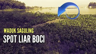 MANCING SAGULING terbaru || spot liar BOCI