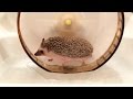 【全自動洗濯機】つゆさんと大掃除しました【年末ご挨拶】