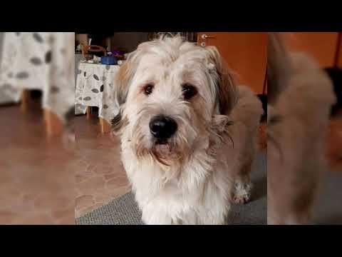 Vidéo: Les komondors sont-ils de bons chiens de famille ?