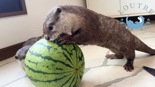 Otter Trying to Eat a Whole Watermelon?!