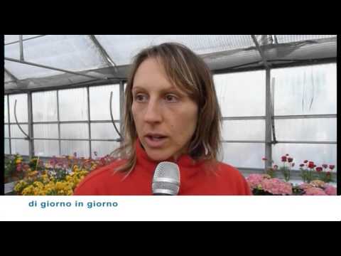 Video: Ortensie: semina e cura