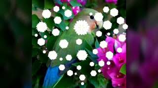 Tor maya ke mare re(cg music)