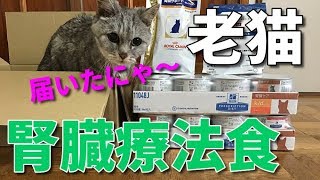 17歳老猫の腎臓療法食『スペシフィックFKD』試してみた　2019/6/8