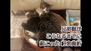 【仲良し兄弟猫の紆余曲折】