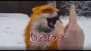 Happy Fox Noises