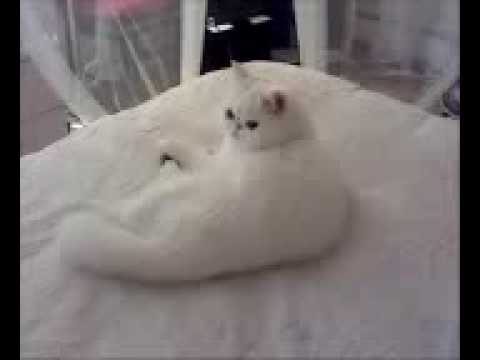 Exotic Shorthair Cat Snow White Youtube
