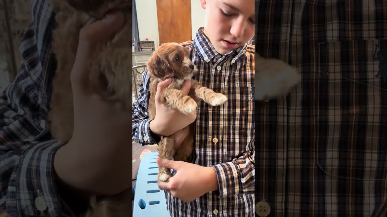 Reyna ~ born 10-25-25 ~ f1 Cockapoo