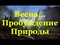 Весна    Пробуждение  Природы  Потрясающее  Видео о  Пробуждении Природы  Звуки  Ранней  Весны