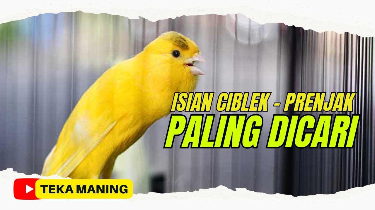 SUARA KENARI | FULL GACOR ISIAN CIBLEK DAN PRENJAK UNTUK SI PAUD