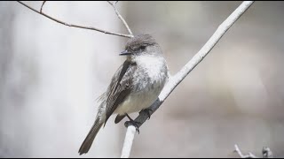 Eastern Phoebe, 5/6/2023 (HD)