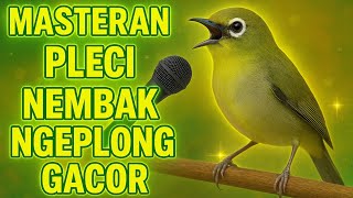 Burung Pleci Auto Gacor! Masteran 1 Jam Non Stop | Audio Super Jernih No Iklan