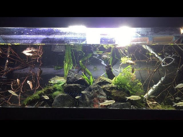 ニオイガメ120cm水槽 レイアウト冬仕様に変更 Turtle Tank Youtube ニオイガメ120cm水槽 レイアウト冬仕様に変更 Turtle Tank Youtube