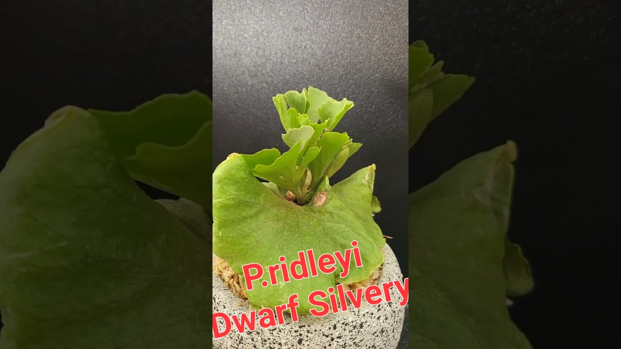 【ご依頼確認用】P.ridleyi dwarf （by.Yot）