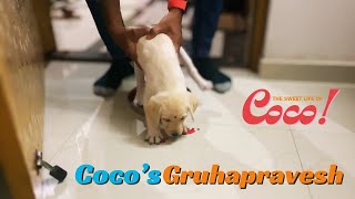 Cocos Gruhapravesh Labrodar Puppy Homecoming - The Sweet Life Of Coco