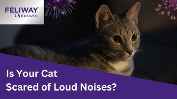 Fireworks & Frightened Cats? Help Them Stay Calm with Feliway ✨🐾
