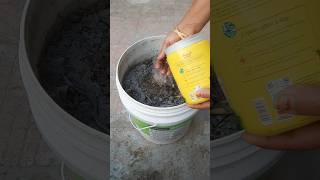 🥰सबसे कीमती  चीज क्या  है 🪴 #garden #compost #organic #gardening #ytshorts