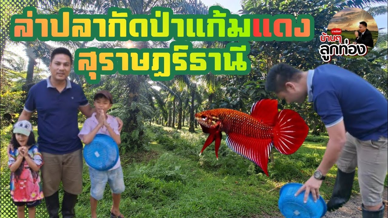 ล่าปลากัดป่าภาคใต้แก้มแดงสุราษฎร์ 