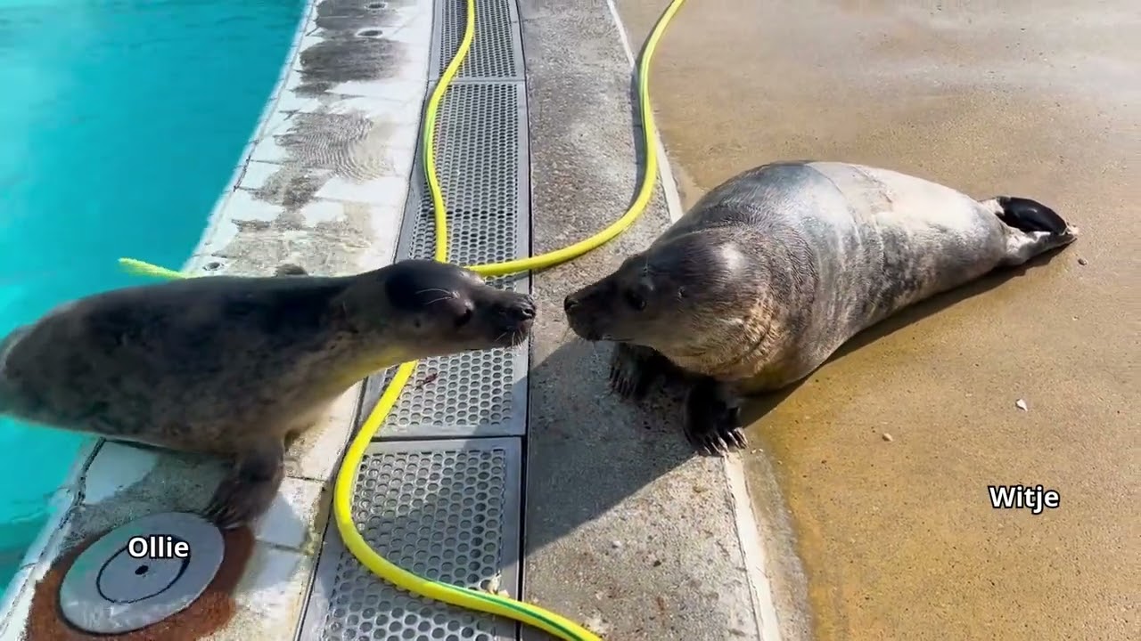 Moving Witje to Golfbad 🦭📦