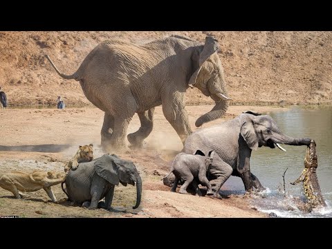 Baby Elephant Rescued. Elephants Rescue Elephants From Animal Attack Animals Save Another Animals