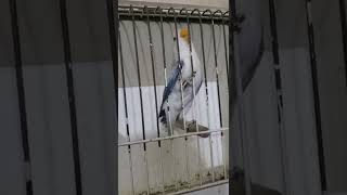 Violet,Opline,Euwingdilute A Fav Bird Of Mine,Please Subscribe My Channel