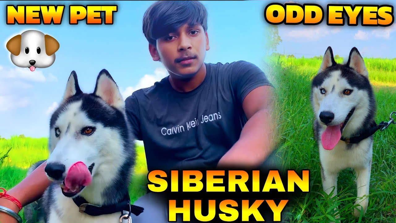 New pet 🐕|| Siberian Husky with odd eyes || 
