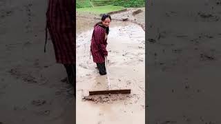 leveling rice fields  technique using simple tools  - farming - agriculture #shorts