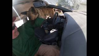 Practicing different bitework scenarios with different k9 dogs.