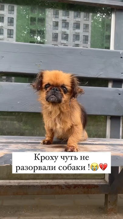 Нику чуть не разорвали собаки в Нальчике💔 - YouTube