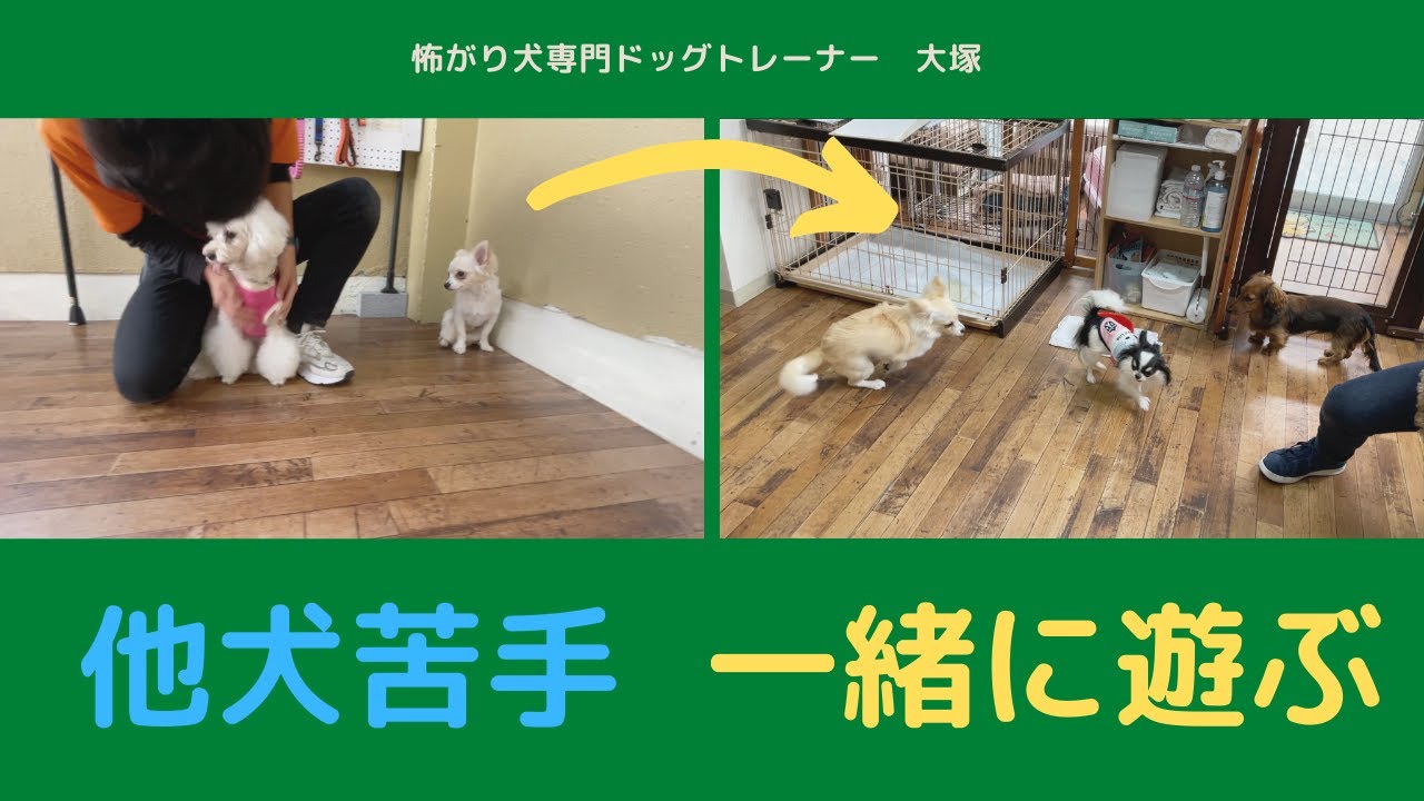 お手入れ嫌いな犬必見 お手入れが楽になる 絶対に教えておくべきこと Youtube