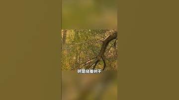 (下集)中國超神奇七大美景，堪稱中華七絕，你見過几個？#中国旅游 #china #旅行推薦官 #旅行 #travel #旅游 #旅行攻略 #旅行大玩家 #旅遊攻略 #大美中國 #shorts