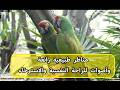 اجمل لقطات الحيوانات في قلب الطبيعة Most Beautiful Wildlife Moments 