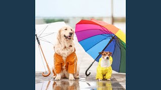 Harmony in Rainy Thunderous Serenade