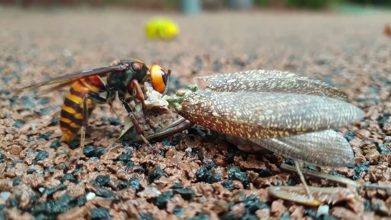 A wasp that is eating mantis YouTube