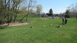 Northern Virginia Corgi Meetup April 2013 7)