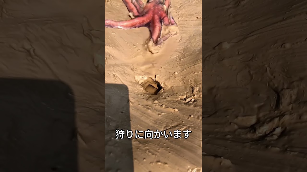 逃げ場なし…タコに狙われた魚の運命 🐙🐟💔