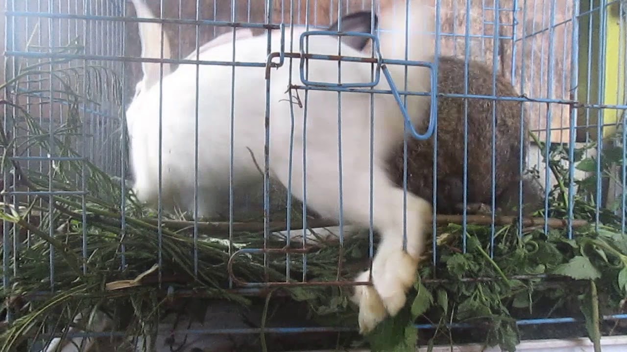 Cara Mengawinkan Kelinci Flemish Giant Yang Baik dan Benar HD 