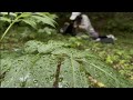 ASMR Yoga in Nature with My Dog 🧘🏻‍♀️🐶| Fire-Roasted Corn &amp; Forest Calm🌽