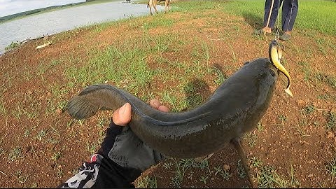 Câu cá lóc tự nhiên P19#đập bàu cạn