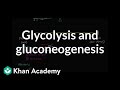 Regulation of glycolysis and gluconeogenesis | Biomolecules | MCAT | Khan Academy