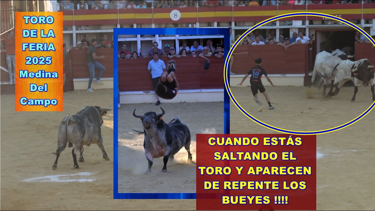 Medina Del Campo (Va). "Toro De La Feria", 3 toros de cajón. 7/6/2025 ...