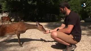 Le Parc animalier de Saint-Geniez