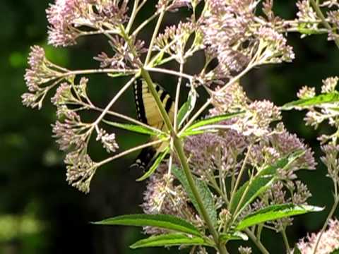 nature kpop Variety of Butterflies on Joe Pye Weed Blooms 7 30 10