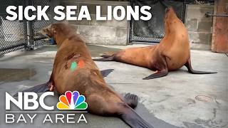Sick sea lions signal rising toxin risk along California coast