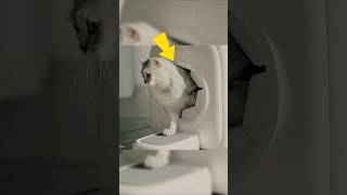 I Thought Grooming Ivy Would Always Be A Struggle Until This.